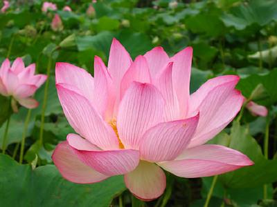 真印宗平には蓮の花がついているようです。